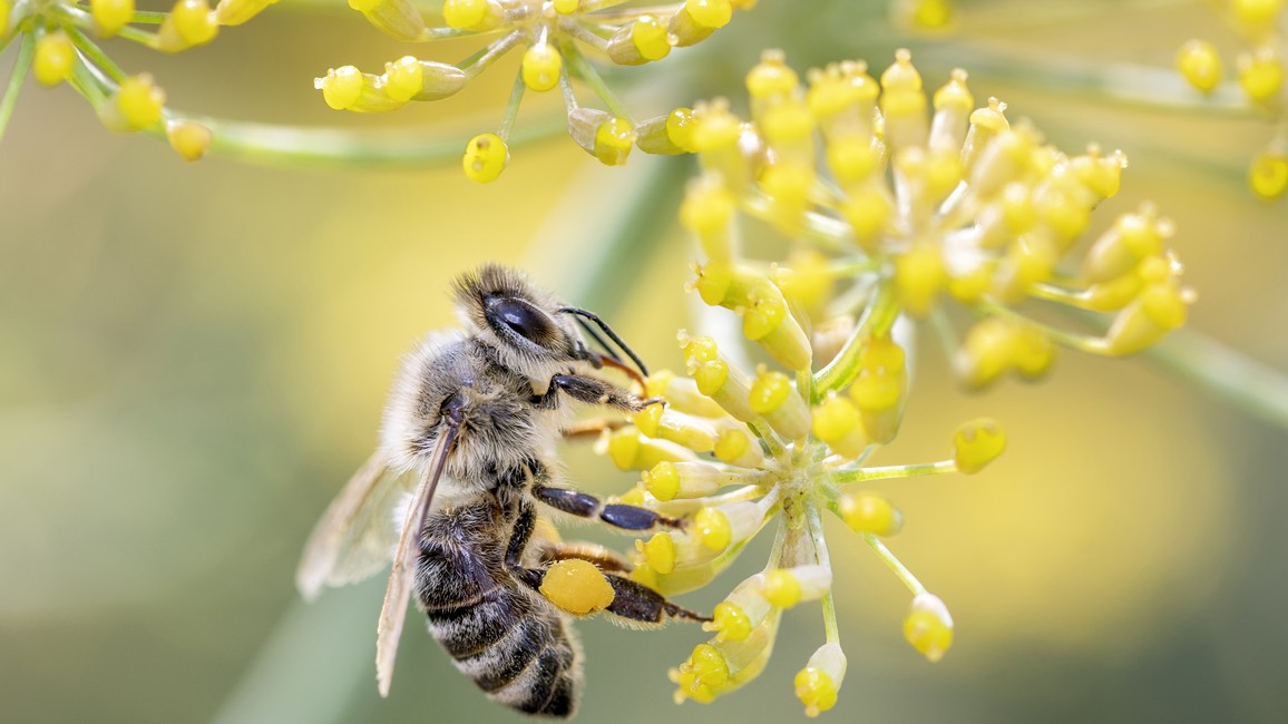 Eine Biene sitzt an einer Dolde einer gelb blühenden Pflanze.
